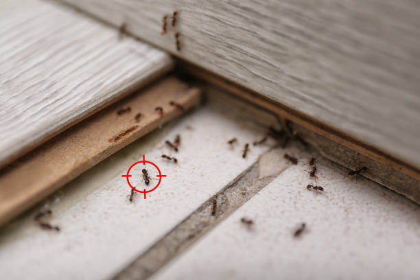 Best Wasp Removal Services  in Federal Y, WA