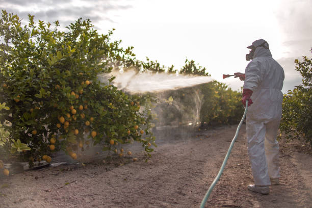 Professional Pest Control in Federal Way, WA