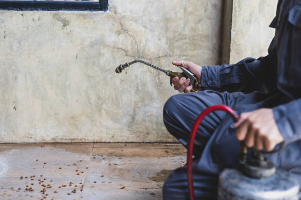 Wasp Removal Services in Federal Way, WA